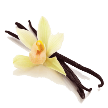 The Mysterious Realm of Vanilla The Mysterious Realm of Vanilla