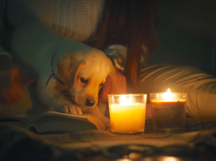 are candles bad for dogs