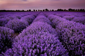 stress relief lavender